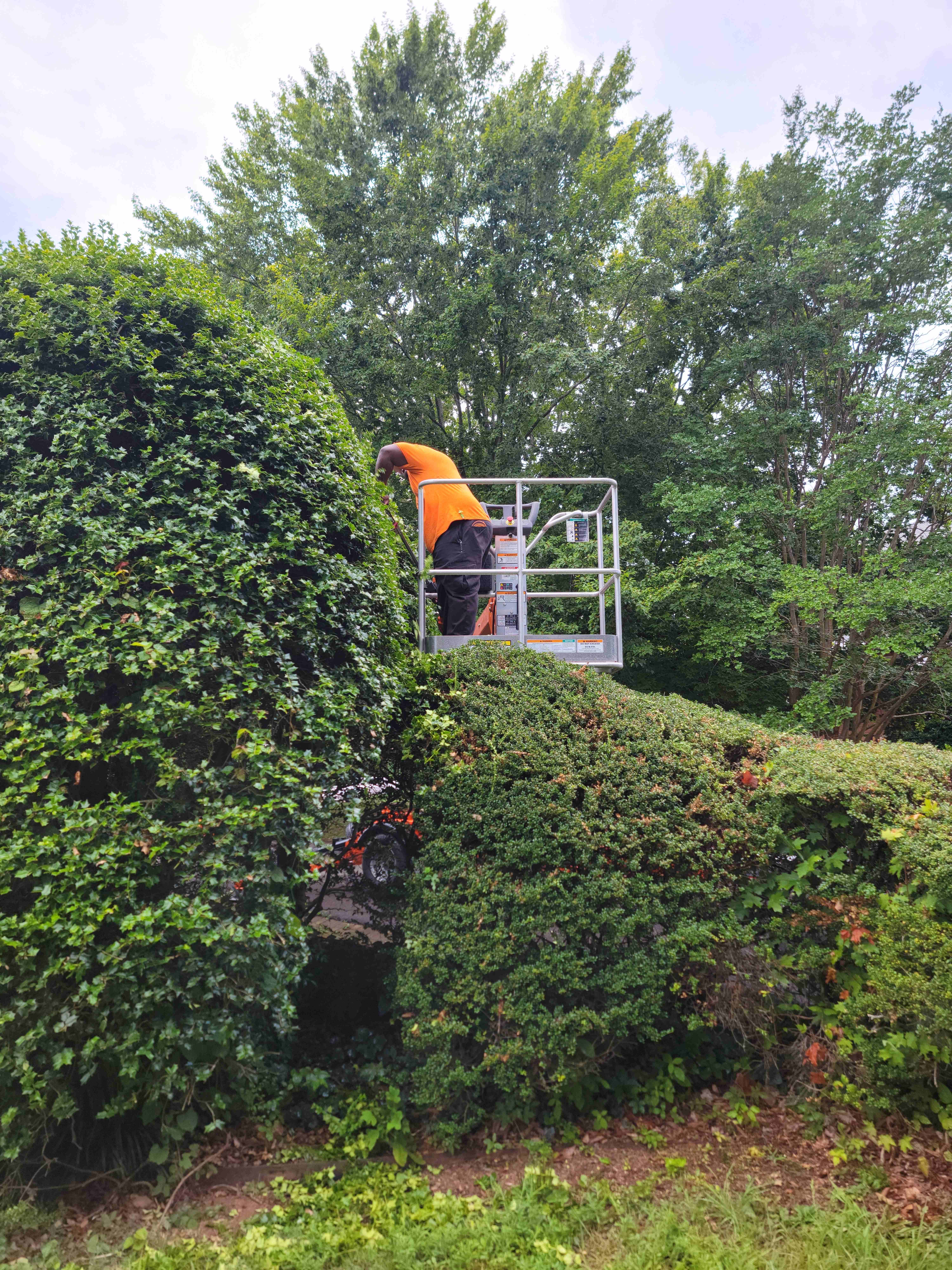 Professional hedge trimming service with worker on lift platform