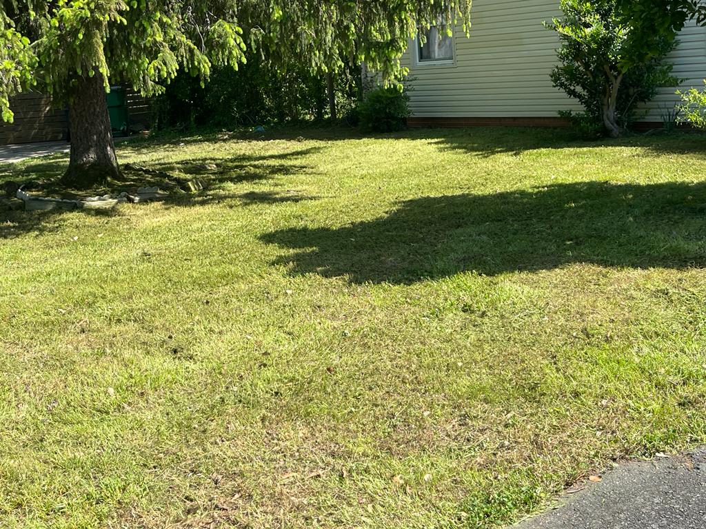 Side yard with trees and healthy grass
